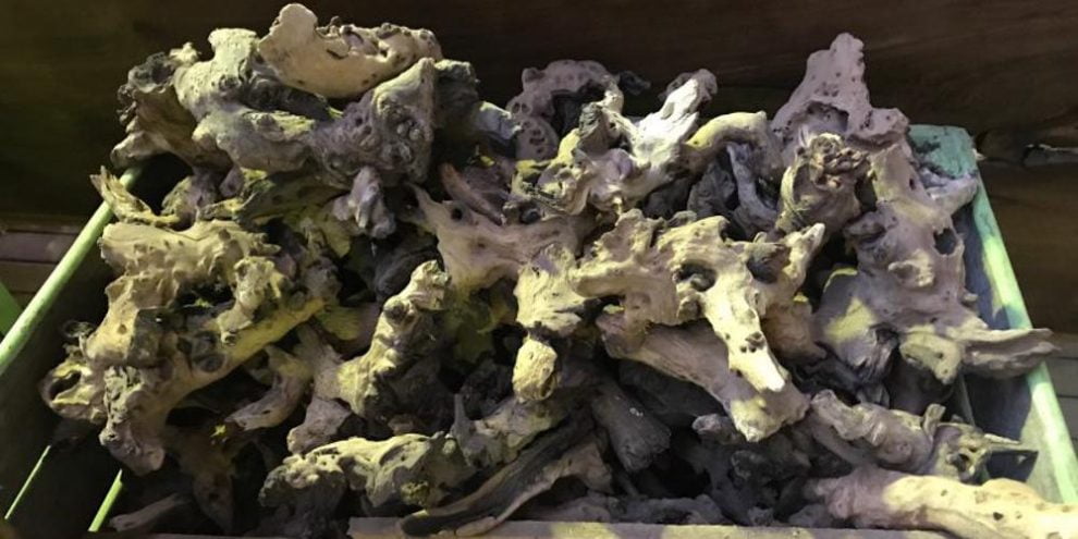 Mopane Tree Namibia Roots Mopane Roots - Rare Woods SA