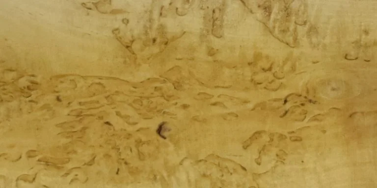 birch masur new